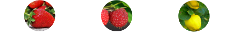 Himbeeren Erdbeeren Quitten