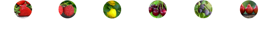 Himbeeren Erdbeeren Quitten Süßkirschen  Zwetschgen  Birnen