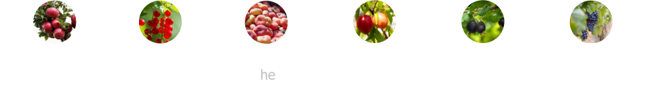 Johannisbeeren rot oder schwarz ohne Kerne Äpfel Weinbergpfirsiche Mirabellen  Josta-Beeren ohne Kerne  Weintrauben ohne Kerne
