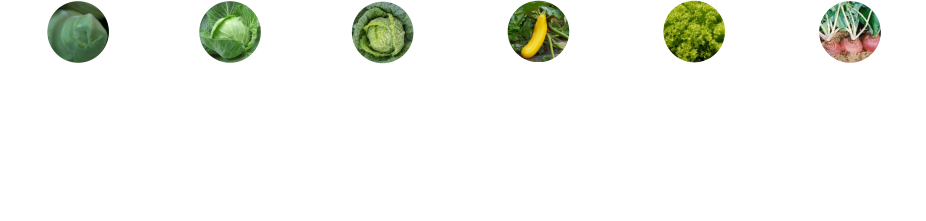 Weißkohl •	stärkt Abwehrkräft •	kann beim Abnehemn helfen •	gut für die Verdauung •	hält gesund u. jung Spitzkohl •	wertvolle Pflanzenstoffe •	beugt Erkältung vor •	unterstützt das Immunsystem •	schützt Magen u. Darm  Wirsing •	viel Chlorophyll •	kann beim Abnehemn helfen •	gut für die Verdauung •	hält gesund u. jung Zucchini •	entwässert sanft •	viele Vitamine •	schützt das Herz •	Nudelersatz Krulsalat •	Anti-Aging-Effekt •	viele Ballaststoffe •	gut für Augen u. Haut •	hilft beim Abnehmen Kohlrüben •	Vitamin C  •	Schlankmacher •	leicht anti-bakteriell •	gut für den Magen